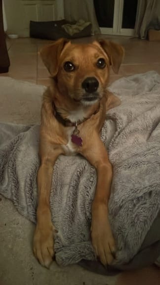Murphy, chien à l'adoption chez Remember Me France