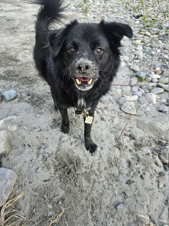 Mushu, chien à l'adoption chez Remember Me France