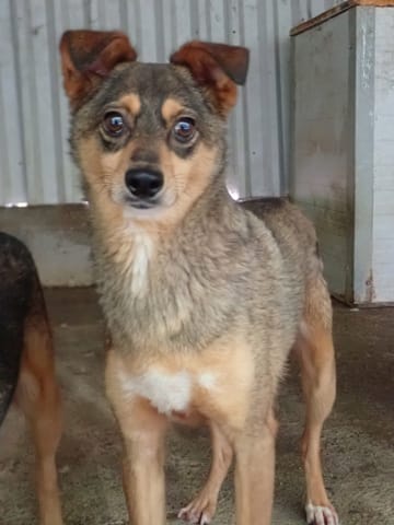 Nagori, chien à l'adoption