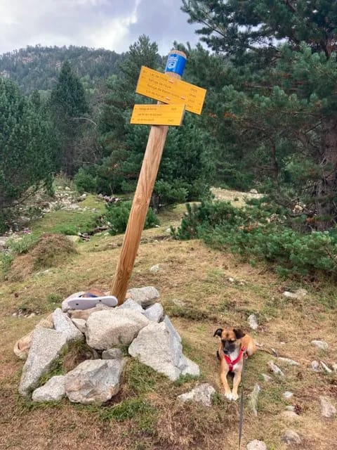 Naïa, chien à l'adoption chez Remember Me France