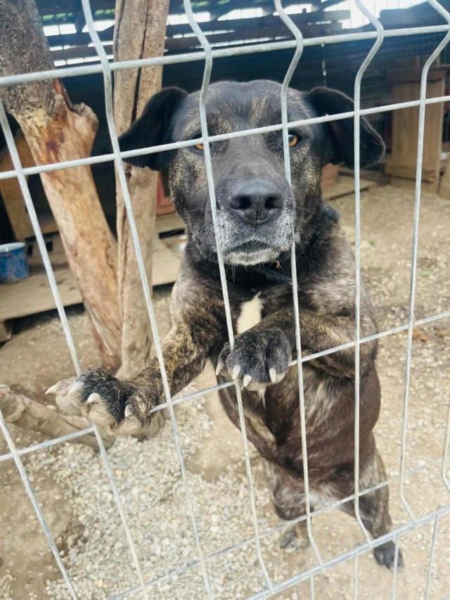 Nala, rescue dog available for adoption