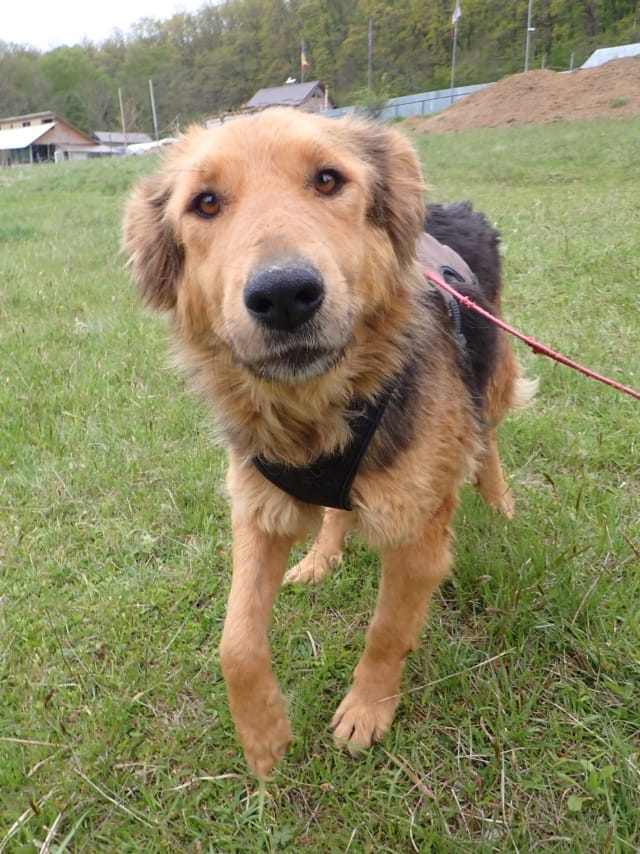 Namaari, chien à l'adoption