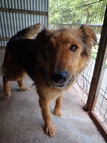 Namaari, chien à l'adoption