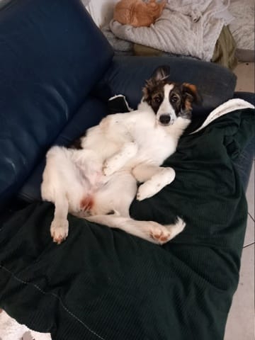 Nana, chien à l'adoption chez Remember Me France
