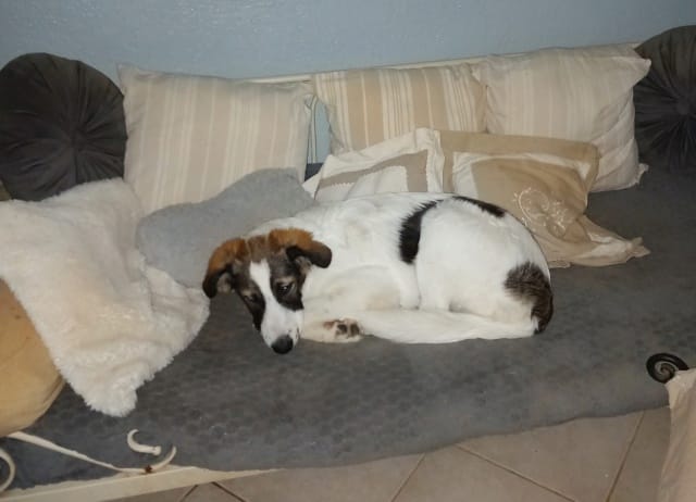 Nana, chien à l'adoption chez Remember Me France