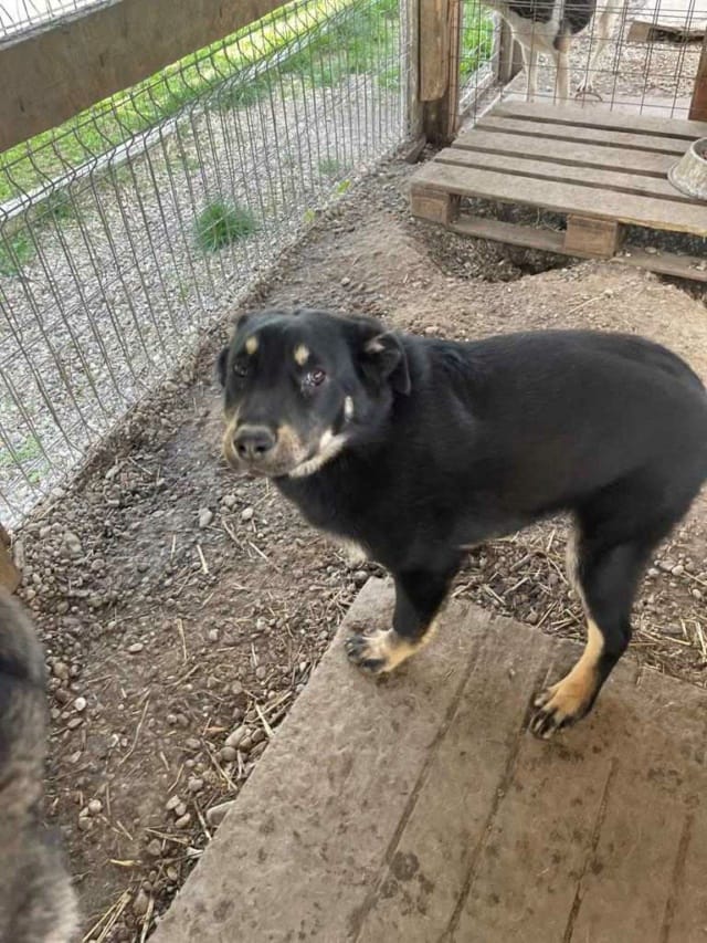 Nando, chien à l'adoption