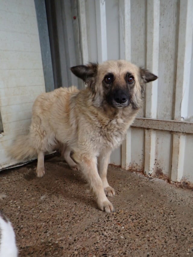 Naomie, chien à l'adoption