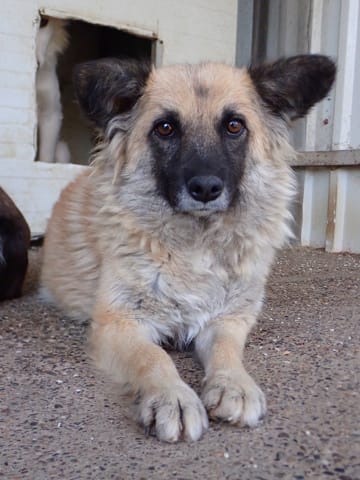 Naomie, chien à l'adoption chez Remember Me France