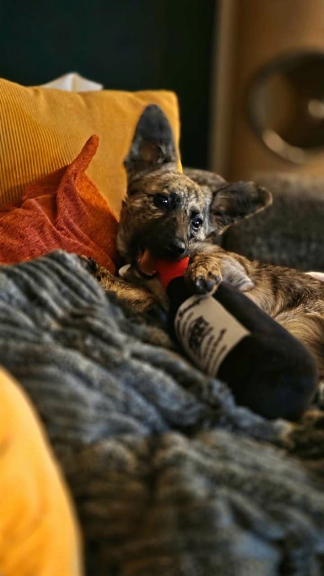 Naya, chien à l'adoption chez Remember Me France