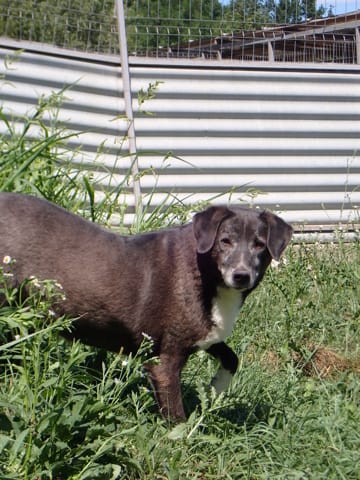 Nemesis, chien à l'adoption