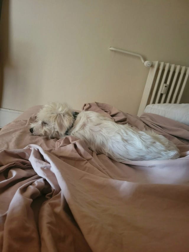 Nerusho, chien à l'adoption chez Remember Me France