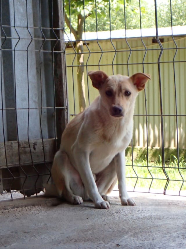Nexton, chien à l'adoption