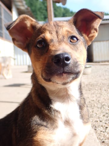 Neymar, chien à l'adoption chez Remember Me France