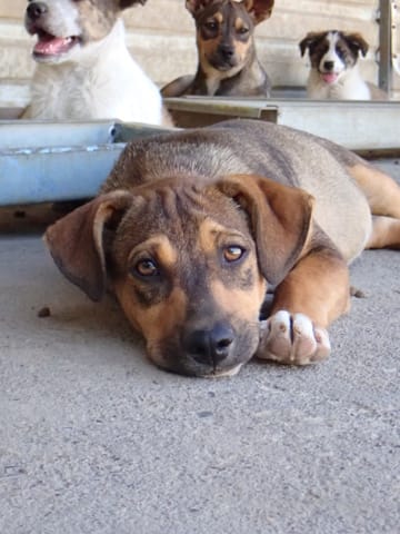 Neymar, chien à l'adoption
