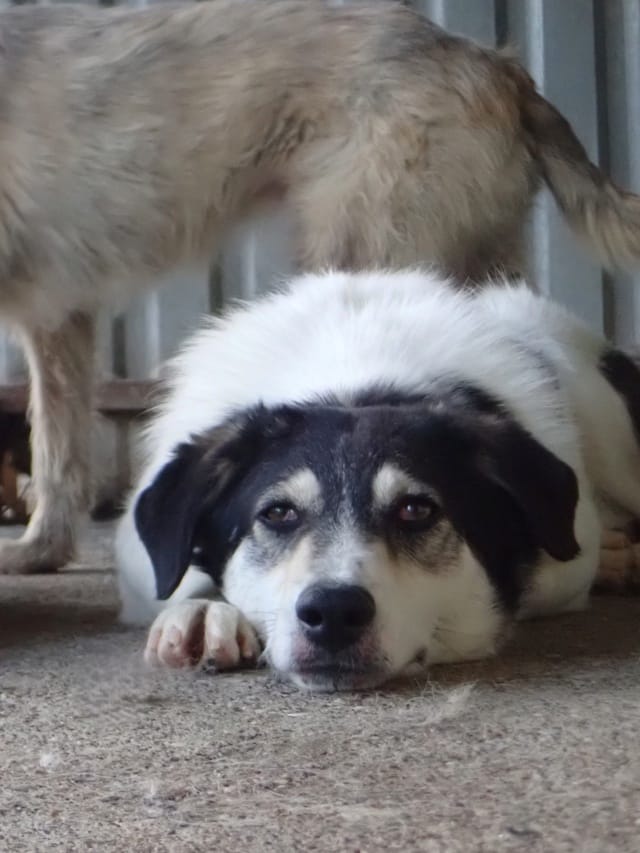Nican, chien à l'adoption