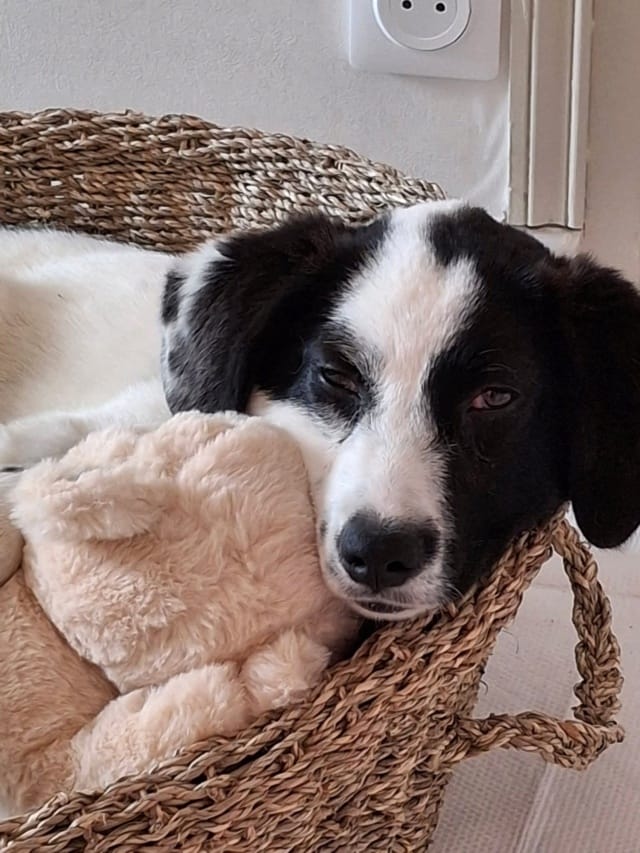 Nimbus, chien à l'adoption chez Remember Me France
