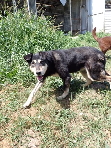 Nina, chien à l'adoption