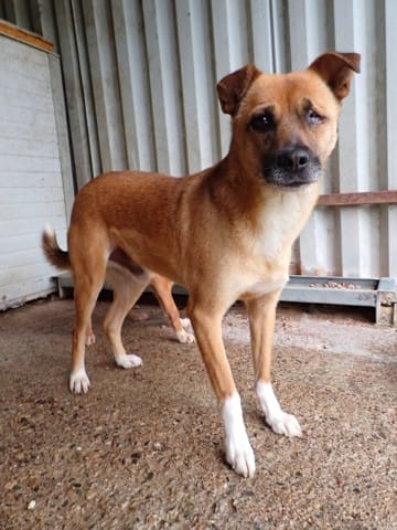 Nusky, chien à l'adoption