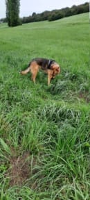 Inna, chien à l'adoption chez Remember Me France