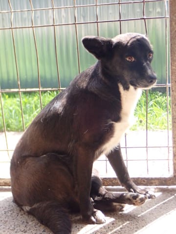 Nyxelle, chien à l'adoption