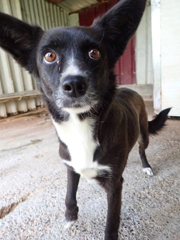 Nyxelle, chien à l'adoption
