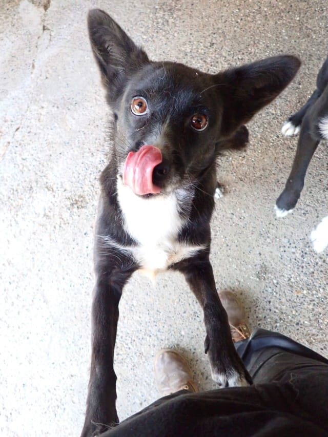Nyxelle, rescue dog available for adoption