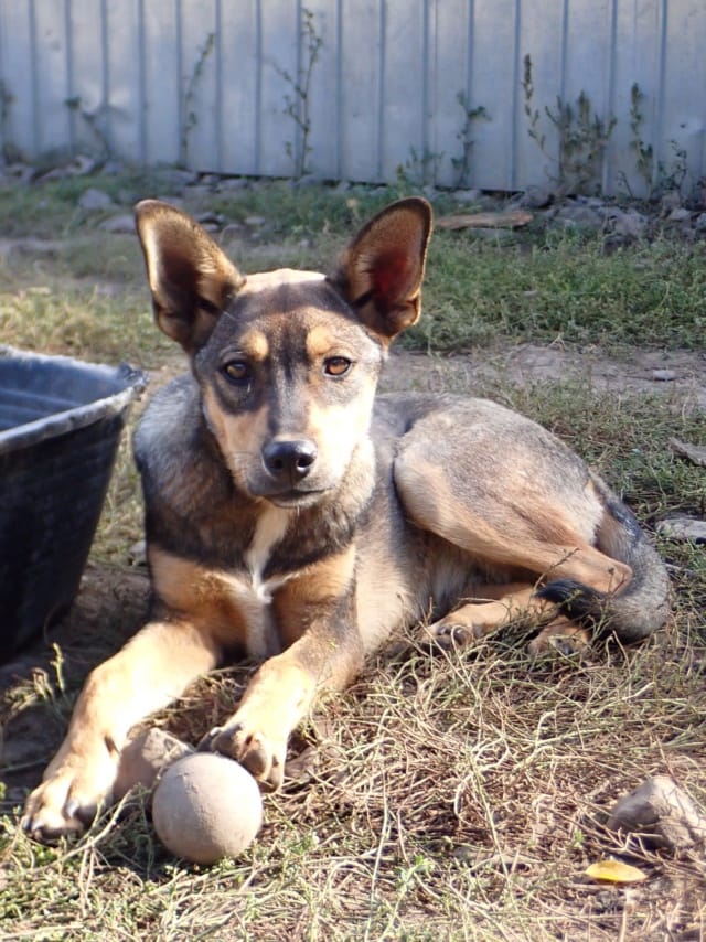 Ochoa, rescue dog available for adoption