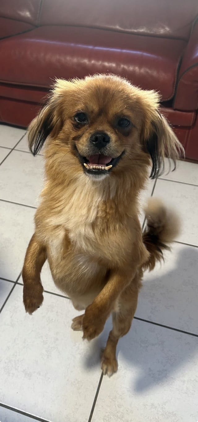 Oggy, chien à l'adoption chez Remember Me France