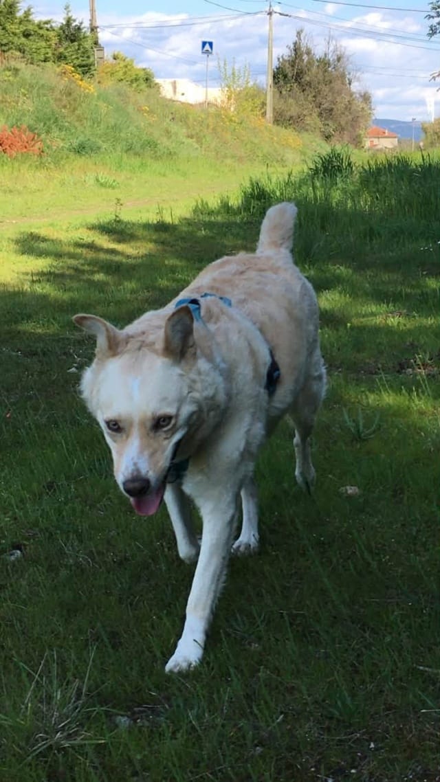 Oklahoma, chien à l'adoption chez Remember Me France