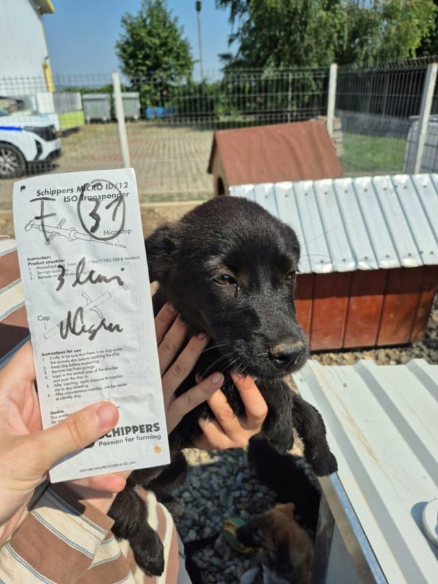Oksana, chien à l'adoption