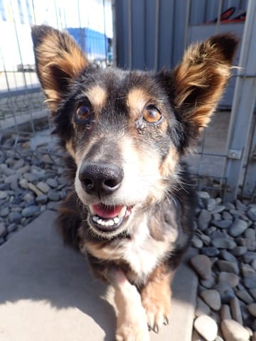 Oldie, chien à l'adoption