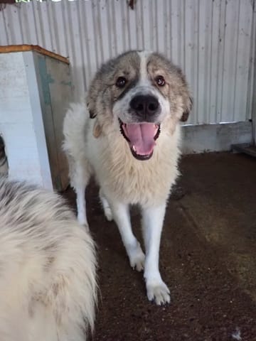 Olympe, chien à l'adoption