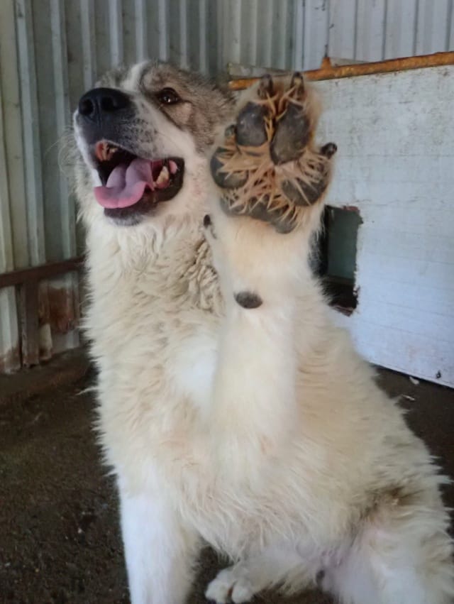 Olympe, chien à l'adoption