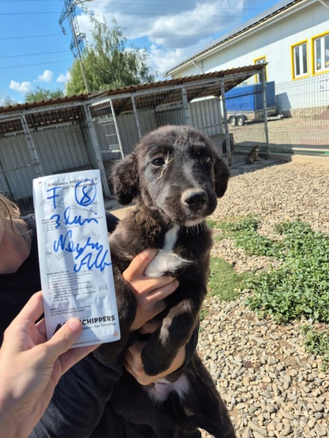 Onyxia, chien à l'adoption