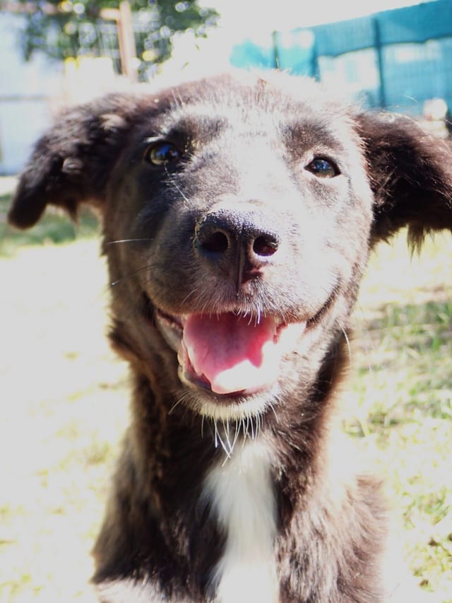 Onyxia, chien à l'adoption chez Remember Me France
