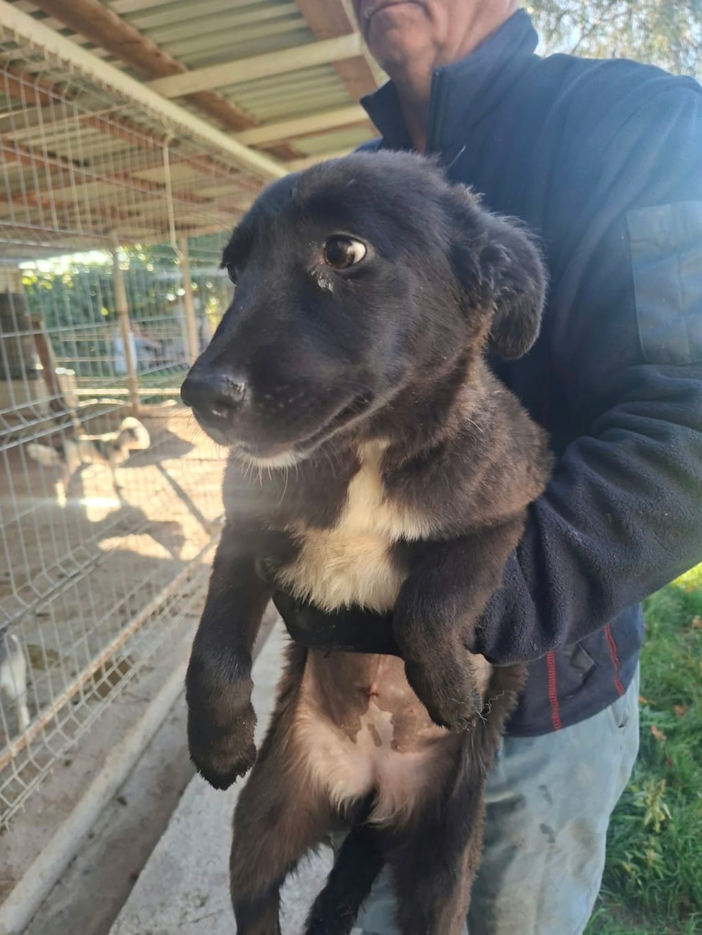 Onyxia, chien à l'adoption chez Remember Me France