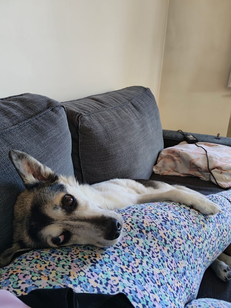 Oracle, chien à l'adoption chez Remember Me France