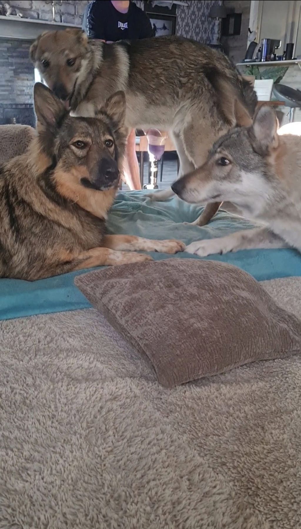 Orange, chien à l'adoption