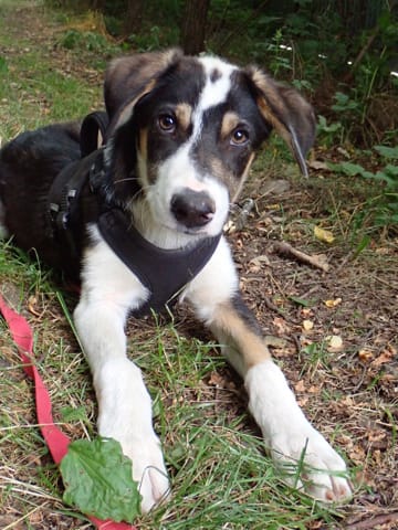 Oregon, chien à l'adoption