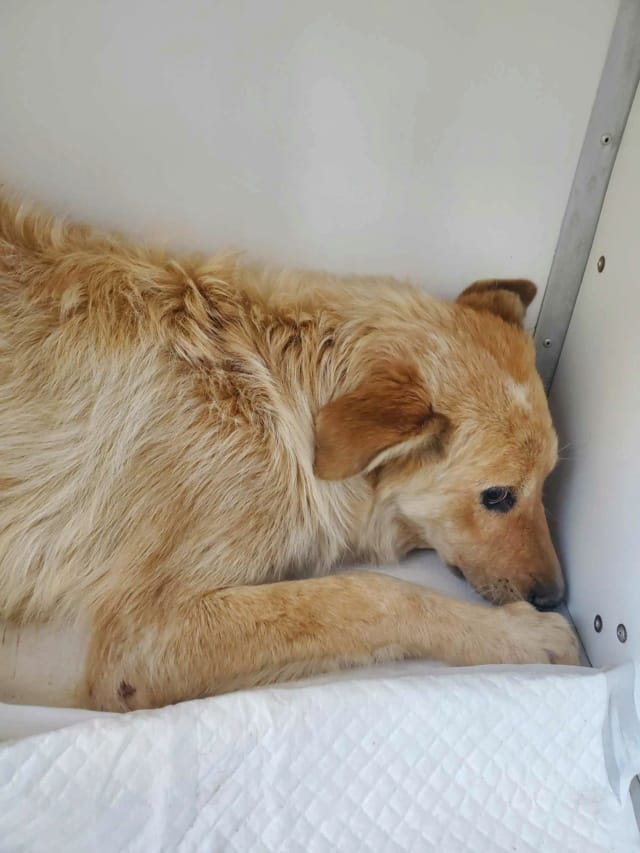 Oria, chien à l'adoption