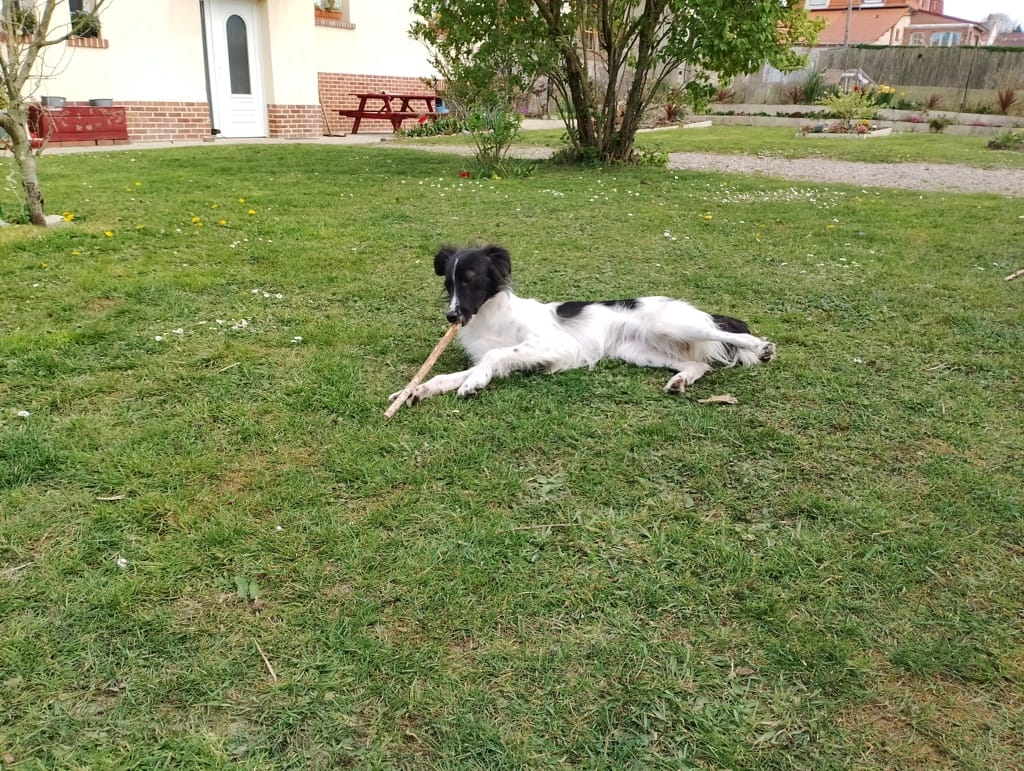Origami, chien à l'adoption