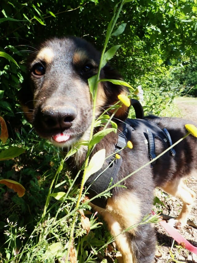 Orkaïa, chien à l'adoption