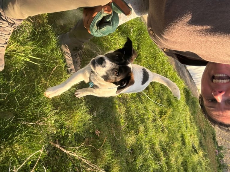 Osbourne, chien à l'adoption chez Remember Me France