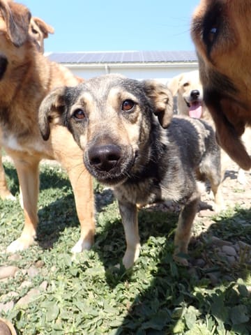 Othello, chien à l'adoption chez Remember Me France