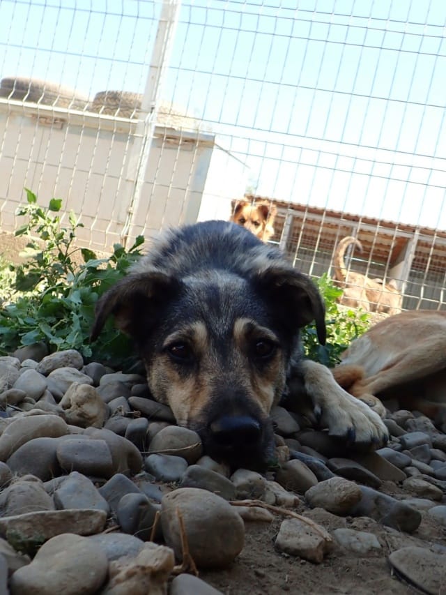 Othello, chien à l'adoption