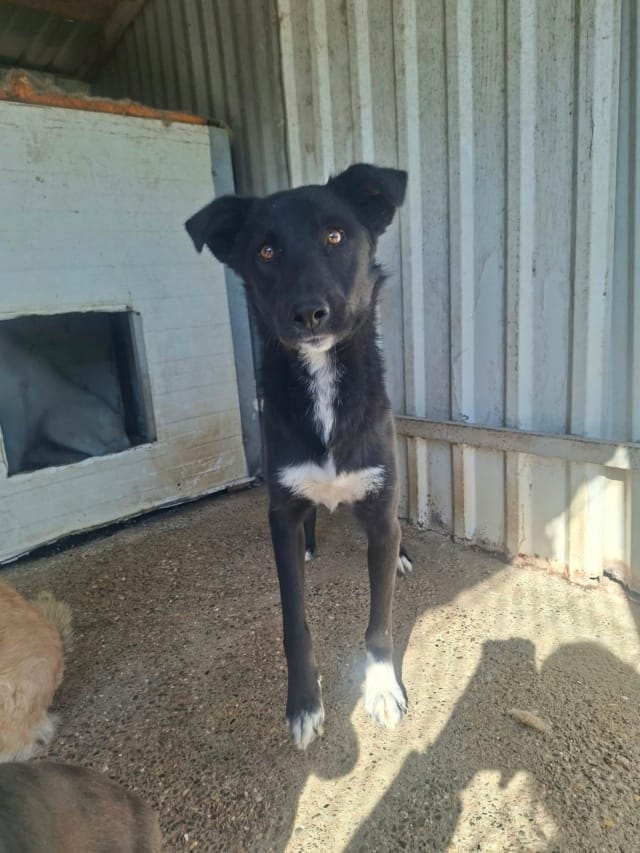 Otopeni, chien à l'adoption chez Remember Me France