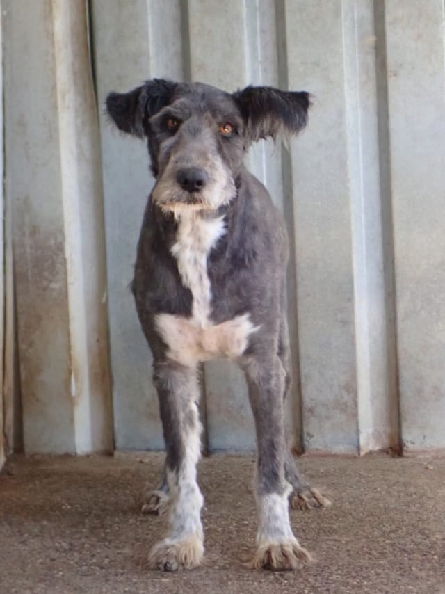 Otto, chien à l'adoption