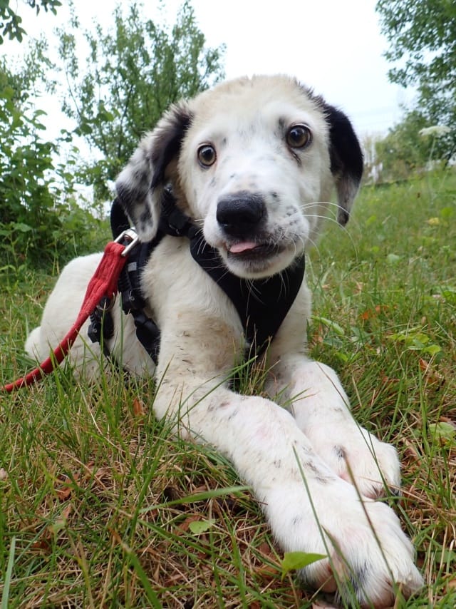 Panda, chien à l'adoption