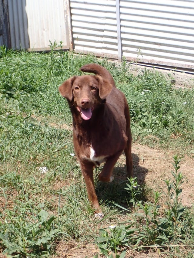 Parker, chien à l'adoption chez Remember Me France