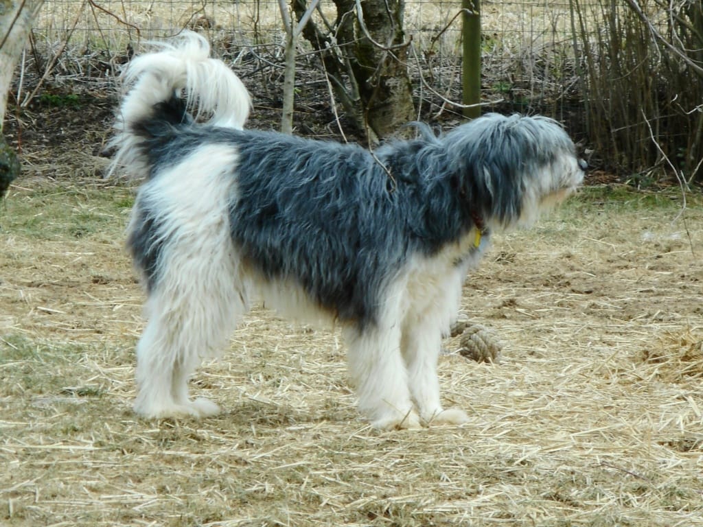 Peluche, chien à l'adoption chez Remember Me France